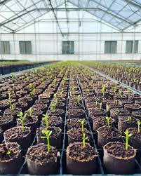 Citrus Nursery – Español